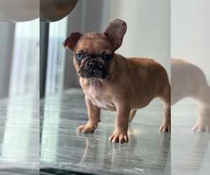 French Bulldog Puppy for sale in ATLANTA, GA, USA