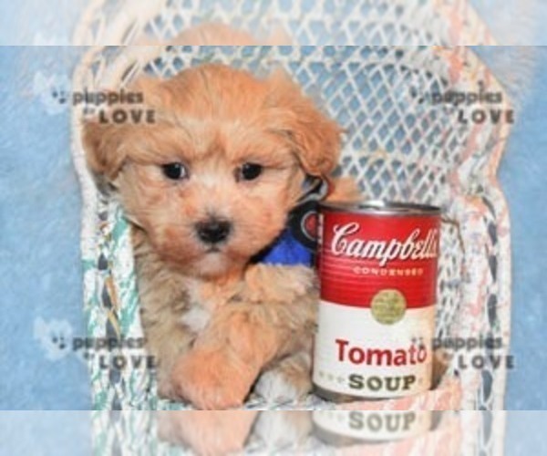 Medium Photo #15 Maltipoo-Poodle (Toy) Mix Puppy For Sale in SANGER, TX, USA