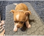 Small #3 Chihuahua