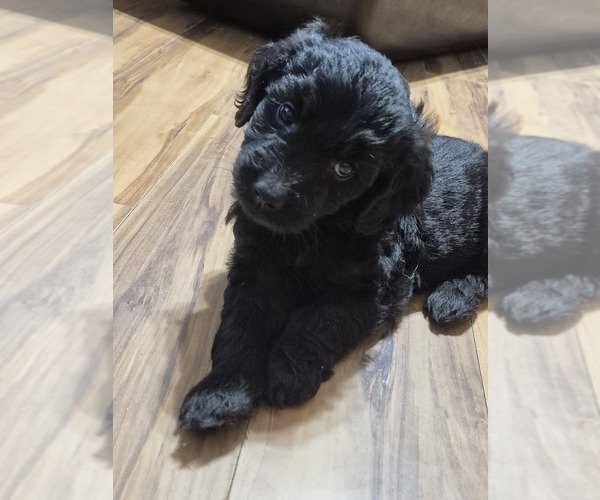 Medium Photo #12 Goldendoodle Puppy For Sale in AIKEN, SC, USA