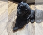 Small #11 Goldendoodle