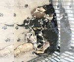 Image preview for Ad Listing. Nickname: Litter of 3