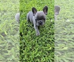 Puppy Lizzy French Bulldog