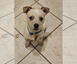 Mutt Dogs for adoption in Garden City, NY, USA