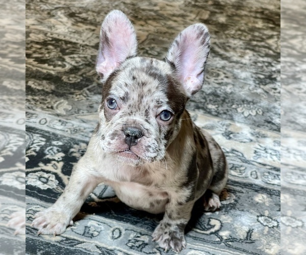 Medium Photo #2 French Bulldog Puppy For Sale in GIG HARBOR, WA, USA