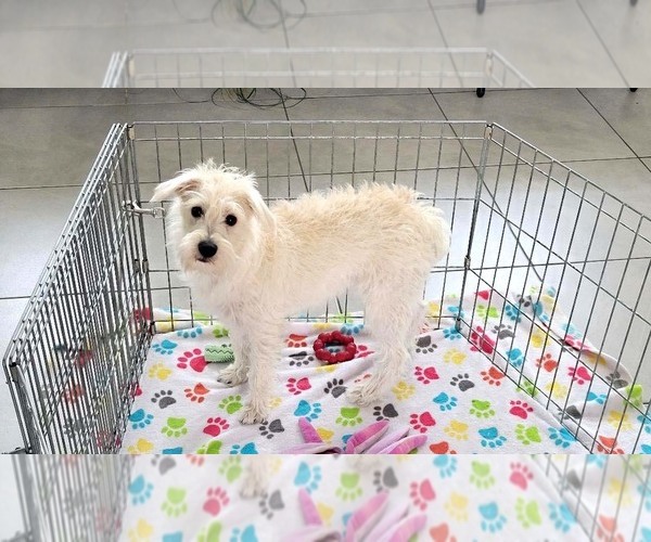 Medium Photo #3 Schnoodle (Miniature) Puppy For Sale in ORO VALLEY, AZ, USA