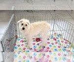 Small #2 Schnoodle (Miniature)