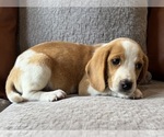 Image preview for Ad Listing. Nickname: Lenny