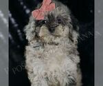 Small Photo #21 Poodle (Toy) Puppy For Sale in WARSAW, IN, USA