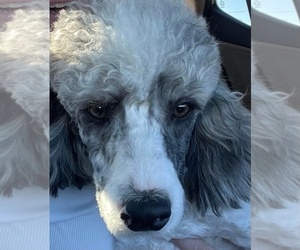 Father of the Aussiedoodle puppies born on 09/11/2025