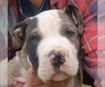 Small Photo #3 American Bully Puppy For Sale in RISING FAWN, GA, USA