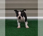 Small Photo #16 Boston Terrier Puppy For Sale in MACON, GA, USA
