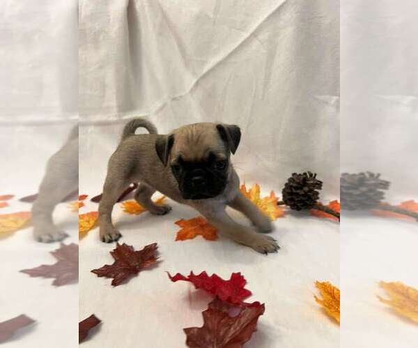 Medium Photo #2 Pug Puppy For Sale in BRIDGEWATER, VA, USA