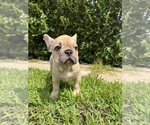 Puppy Rocco French Bulldog
