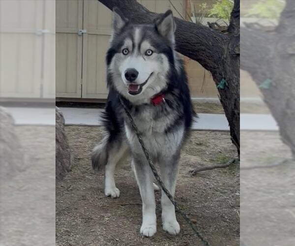 Medium Photo #1 Siberian Husky-Unknown Mix Puppy For Sale in Las Vegas, NV, USA