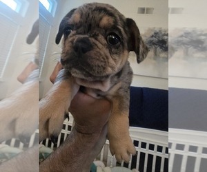 Medium French Bulldog