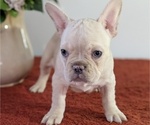 Small Photo #15 French Bulldog Puppy For Sale in GOSHEN, IN, USA