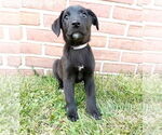 Small #3 Australian Shepherd-English Cream Golden Retriever Mix