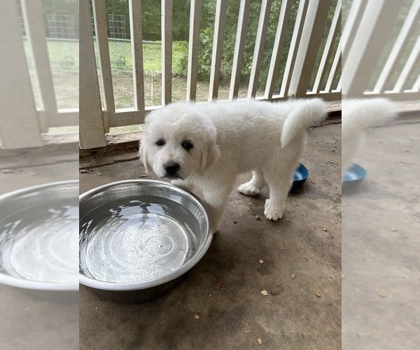 Medium Photo #6 Great Pyrenees Puppy For Sale in GILBERT, SC, USA