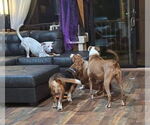 Small #25 Boxer Mix
