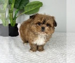 Small Photo #7 Mal-Shi Puppy For Sale in FRANKLIN, IN, USA