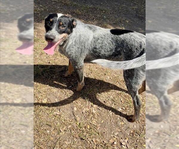 Medium Photo #2 Mutt Puppy For Sale in Conroe, TX, USA