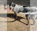 Small #1 Mutt