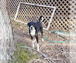 Small #1 Mutt