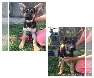 German Shepherd Dog Puppy for sale in WOLFE CITY, TX, USA