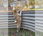Hudson - Male Shiba Inu Puppy for Sale - Photo #7