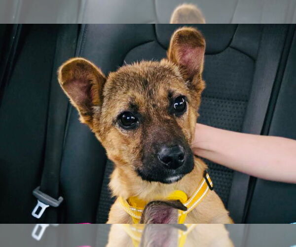 Medium Photo #7 Shepradors Puppy For Sale in Princeton, MN, USA