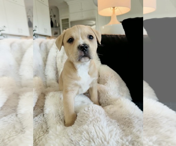 Medium Photo #3 American Pit Bull Terrier-Labrador Retriever Mix Puppy For Sale in Holly Springs, NC, USA