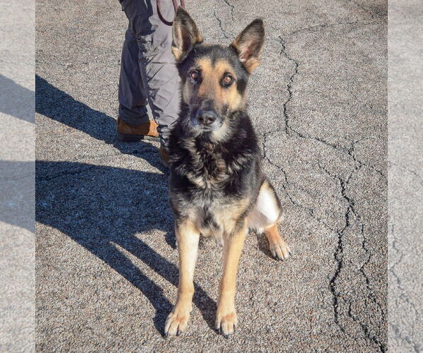 Medium Photo #4 German Shepherd Dog Puppy For Sale in Huntley, IL, USA