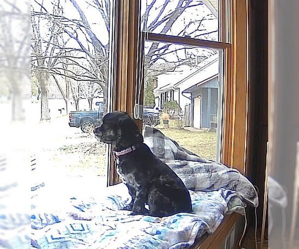 Medium Photo #4 Cocker Spaniel Puppy For Sale in St. Louis Park, MN, USA