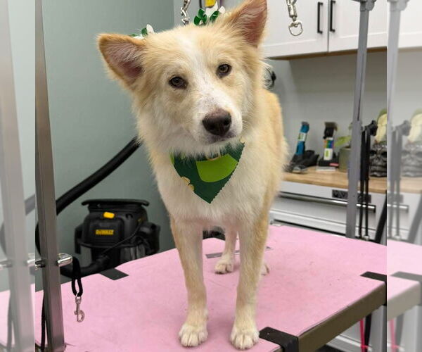 Medium Photo #2 Australian Shepherd Puppy For Sale in Valrico, FL, USA