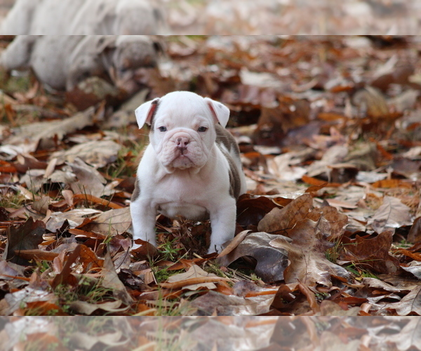 Medium Photo #8 Olde English Bulldogge Puppy For Sale in LANCASTER, SC, USA