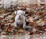 Small Photo #8 Olde English Bulldogge Puppy For Sale in LANCASTER, SC, USA
