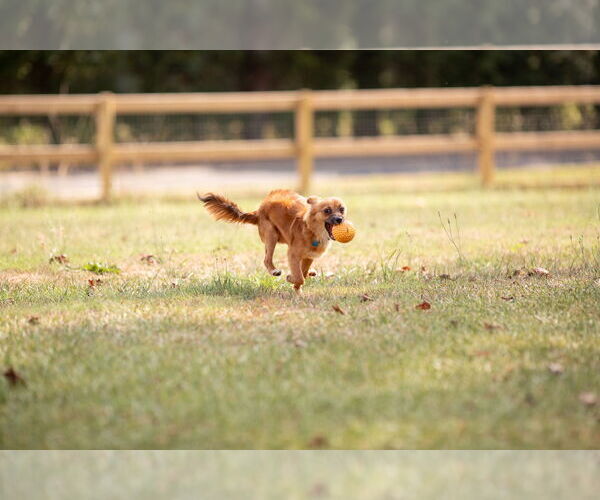 Medium Photo #2 Mutt Puppy For Sale in Greenville, SC, USA