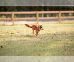 Small #1 Mutt