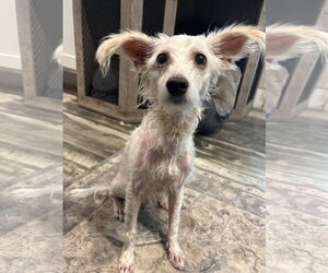 Mutt Dogs for adoption in Mount Pleasant, SC, USA