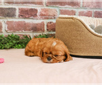 Small #1 Cavalier King Charles Spaniel