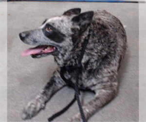 Mutt Dogs for adoption in Downey, CA, USA