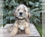 Small #3 Shorkie Tzu