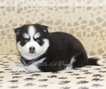 Small #1 Pomsky