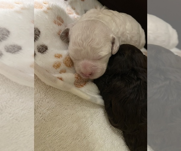 Medium Photo #26 Poodle (Toy) Puppy For Sale in MURRIETA, CA, USA