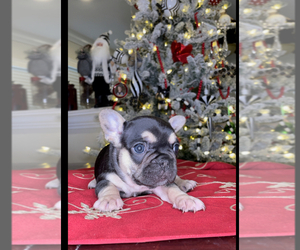 French Bulldog Puppy for sale in FRESNO, CA, USA