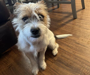 Jack Chi Puppy for sale in MEMPHIS, TN, USA
