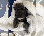 Small Photo #3 Labrador Retriever-Unknown Mix Puppy For Sale in Sanford, FL, USA