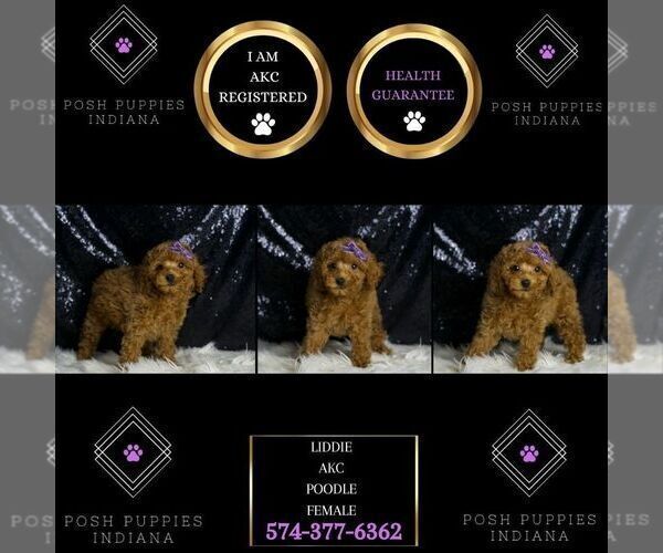 Medium Photo #66 Poodle (Miniature) Puppy For Sale in WARSAW, IN, USA