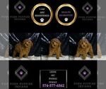 Small Photo #66 Poodle (Miniature) Puppy For Sale in WARSAW, IN, USA